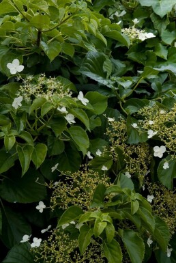 Klatrehortensia Hydrangea anomala subsp. petiolaris busk 40-50 potte C2