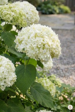 Hydrangea arborescens 'Annabelle' busk 20-30 cm