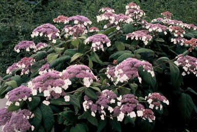Hydrangea aspera 'Macrophylla' C12 60-80