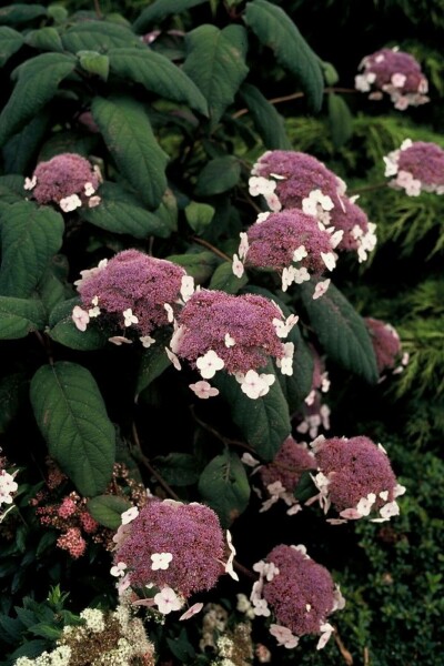 Fløjlshortensia Hydrangea aspera 'Macrophylla' busk 30-40 potte C3 Hydrangea aspera 'Macrophylla' busk 30-40 cm