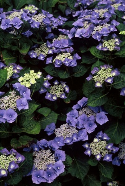 Almindelig hortensia Hydrangea macrophylla 'Blaumeise' busk 30-40 potte C3 Hydrangea macrophylla 'Blaumeise' busk 30-40 cm