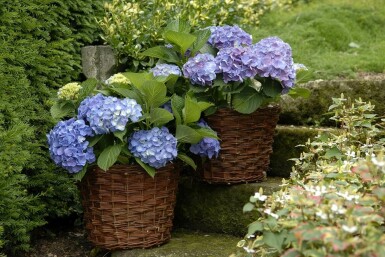 Hydrangea macrophylla 'Forever & Ever® Blue' busk 40-60 cm