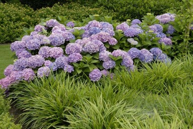 Hydrangea macrophylla 'Forever & Ever® Blue' busk 40-60 cm