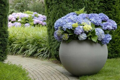Almindelig hortensia Hydrangea macrophylla 'Forever & Ever® Blue' busk 30-40 potte C5