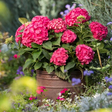 Almindelig hortensia Hydrangea macrophylla 'Summer Love Red' busk 10-15 potte C1,5 Hydrangea macrophylla 'Summer Love Red' C1,5 10-15