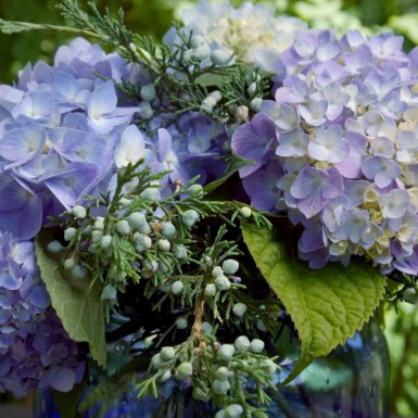Hydrangea macrophylla 'The Original Blue' C1,5 10-15