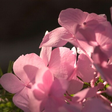 Almindelig hortensia Hydrangea macrophylla 'The Original Pink' busk 10-15 potte C1,5