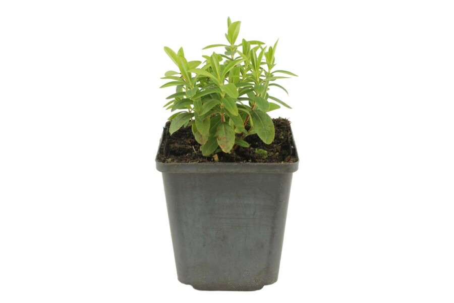 Storblomstret perikon Hypericum calycinum 5-10 potte P9 Hypericum calycinum