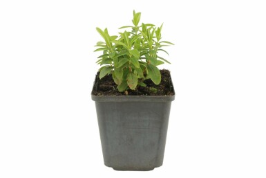 Storblomstret perikon Hypericum calycinum 5-10 potte P9 Hypericum calycinum