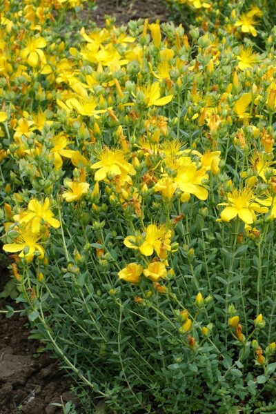 Olympisk perikon Hypericum olympicum 'Grandiflorum' 5-10 potte P9 Hypericum olympicum 'Grandiflorum'