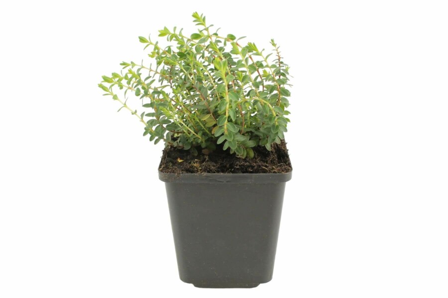 Olympisk perikon Hypericum olympicum 'Grandiflorum' 5-10 potte P9 Hypericum olympicum 'Grandiflorum'