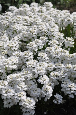 Snepude Iberis sempervirens 'Snowflake' 5-10 potte P9 Iberis sempervirens 'Snowflake'