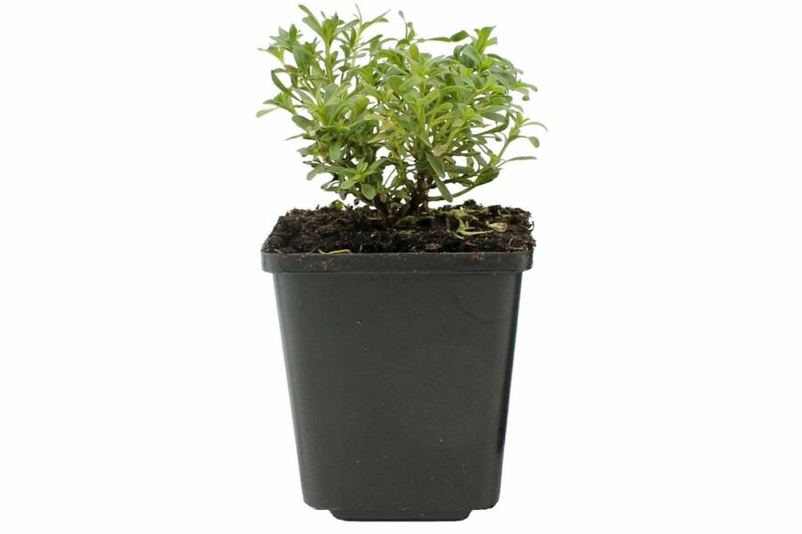 Snepude Iberis sempervirens 'Snowflake' 5-10 potte P9 Iberis sempervirens 'Snowflake'