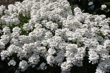 Snepude Iberis sempervirens 'Snowflake' 5-10 potte P9