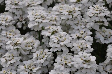 Snepude Iberis sempervirens 'Snowflake' 5-10 potte P9