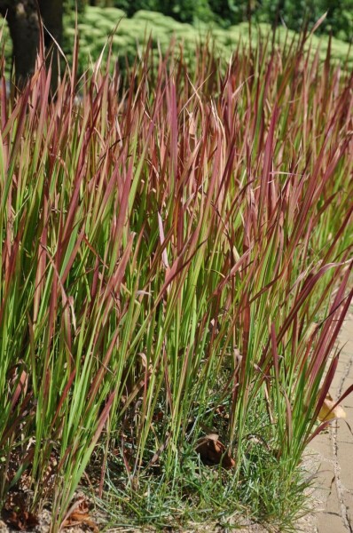 Japansk blodgræs Imperata cylindrica 'Red Baron' 10-15 potte C2 Imperata cylindrica 'Red Baron'