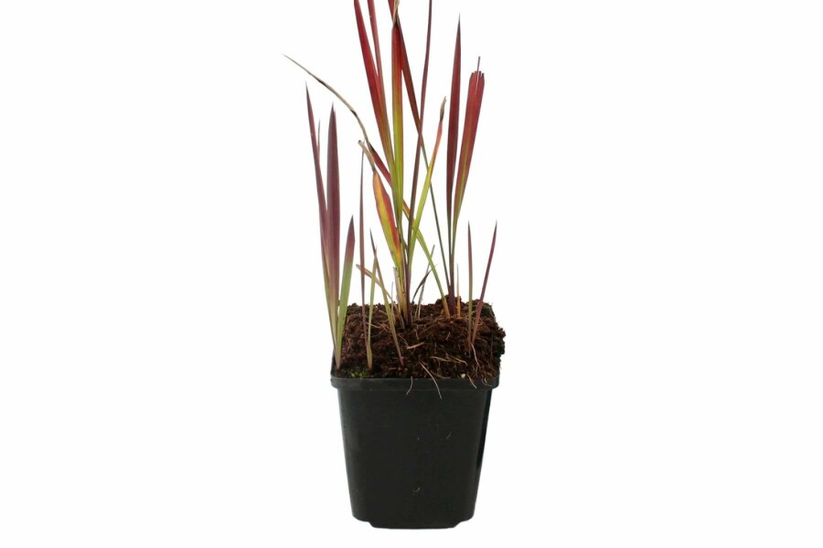 Japansk blodgræs Imperata cylindrica 'Red Baron' 5-10 potte P9 Imperata cylindrica 'Red Baron'