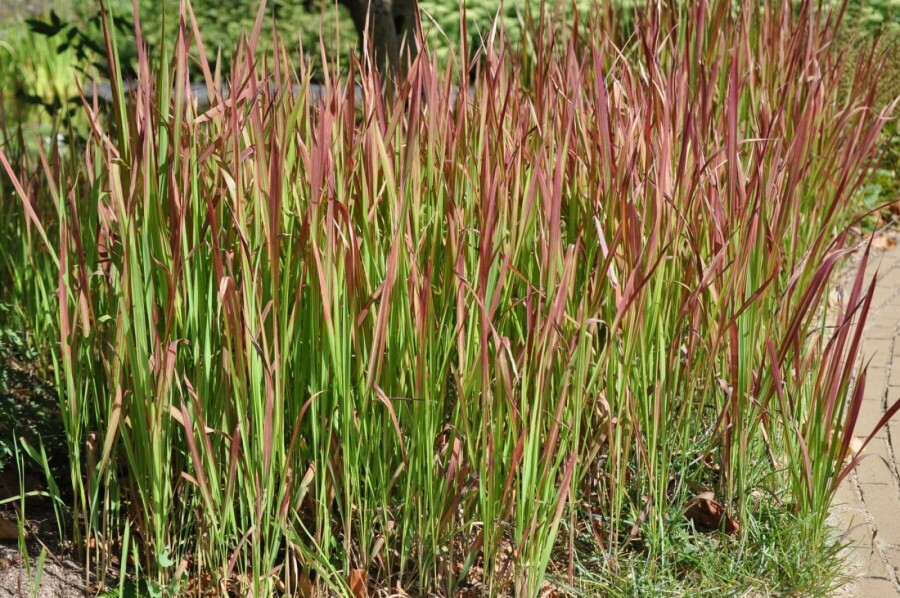Japansk blodgræs Imperata cylindrica 'Red Baron' 5-10 potte P9 Imperata cylindrica 'Red Baron'