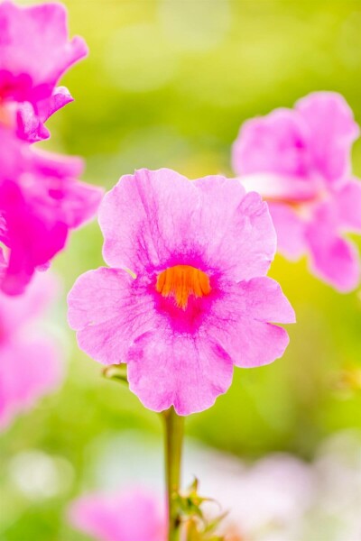 Havegloxenia Incarvillea delavayi 5-10 potte P9 Incarvillea delavayi