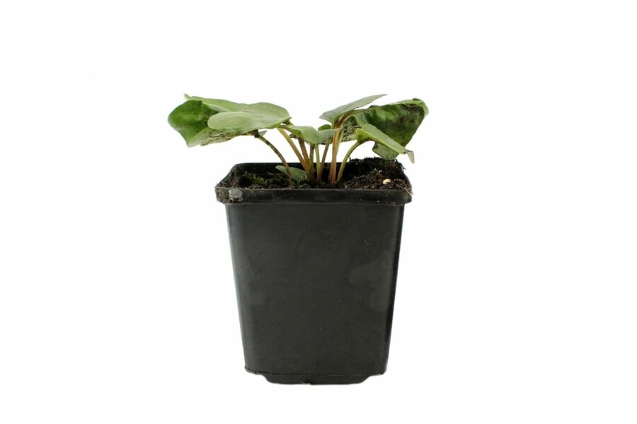 Havegloxenia Incarvillea delavayi 5-10 potte P9 Incarvillea delavayi