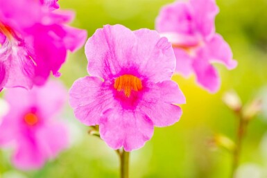 Havegloxenia Incarvillea delavayi 5-10 potte P9 Incarvillea delavayi