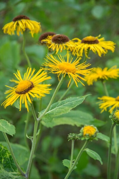 Sværdalant Inula ensifolia 5-10 potte P9 Inula ensifolia