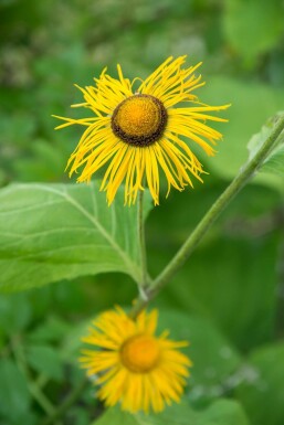 Sværdalant Inula ensifolia 5-10 potte P9 Inula ensifolia