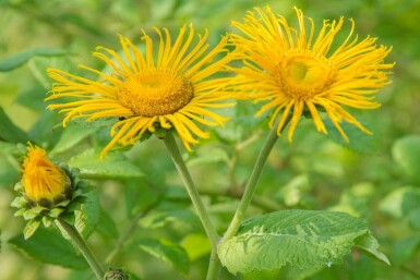 Sværdalant Inula ensifolia 5-10 potte P9 Inula ensifolia