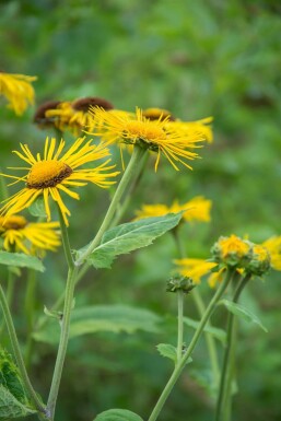 Sværdalant Inula ensifolia 5-10 potte P9 Inula ensifolia