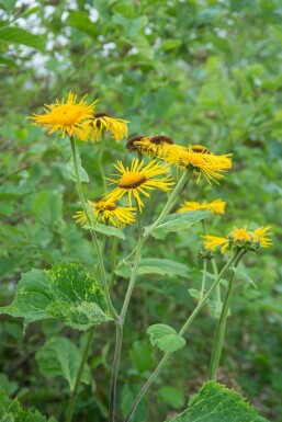 Sværdalant Inula ensifolia 5-10 potte P9 Inula ensifolia