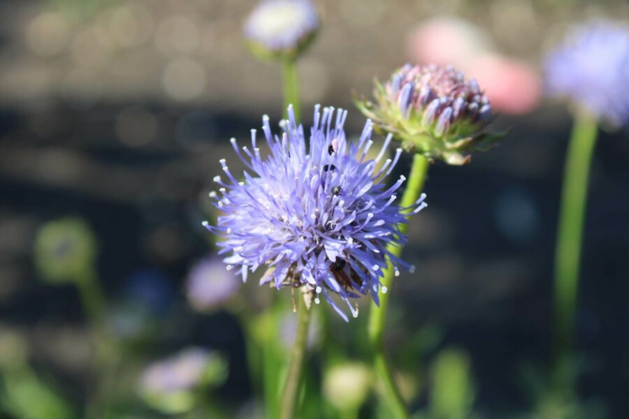 Fransk blåmunke Jasione laevis 'Blaulicht' 5-10 potte P9 Jasione laevis 'Blaulicht'