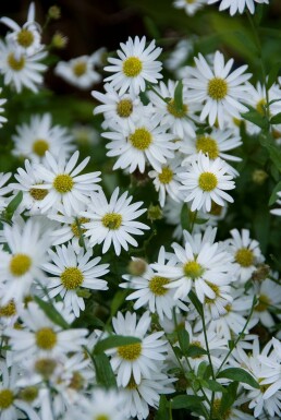 Japansk asters Kalimeris incisa 'Alba' 5-10 potte P9 Kalimeris incisa 'Alba'