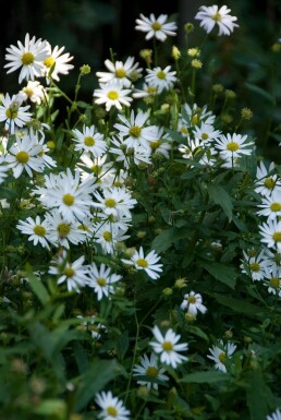 Japansk asters Kalimeris incisa 'Alba' 5-10 potte P9 Kalimeris incisa 'Alba'