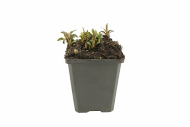 Japansk asters Kalimeris incisa 'Nana Blue' 5-10 potte P9 Kalimeris incisa 'Nana Blue'