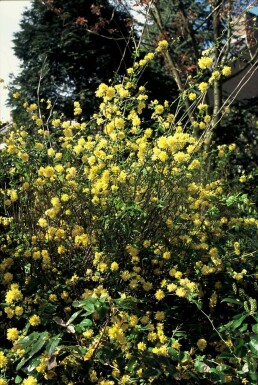 Ranunkelbusk Kerria japonica 'Pleniflora' busk 20-30 potte C1,5