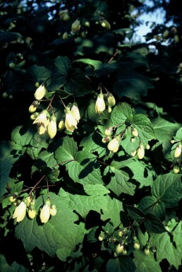 Månestråle Kirengeshoma palmata 5-10 potte P9 Kirengeshoma palmata