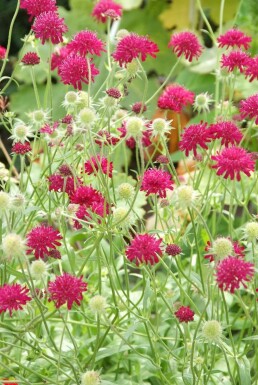 Blåhat Knautia macedonica 5-10 potte P9 Knautia macedonica