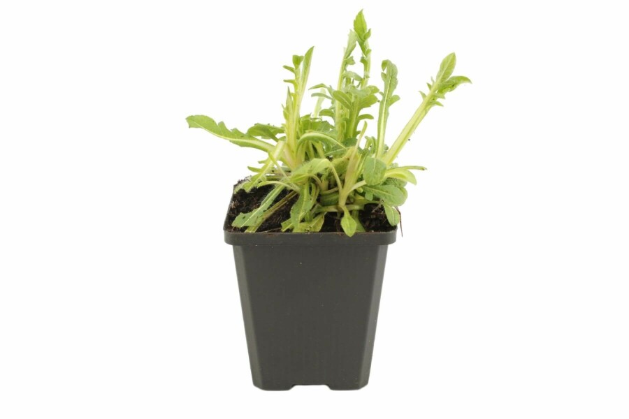 Blåhat Knautia macedonica 5-10 potte P9 Knautia macedonica