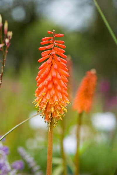 Raketblomstslægten Kniphofia 'Alcazar' 5-10 potte P9 Kniphofia 'Alcazar'