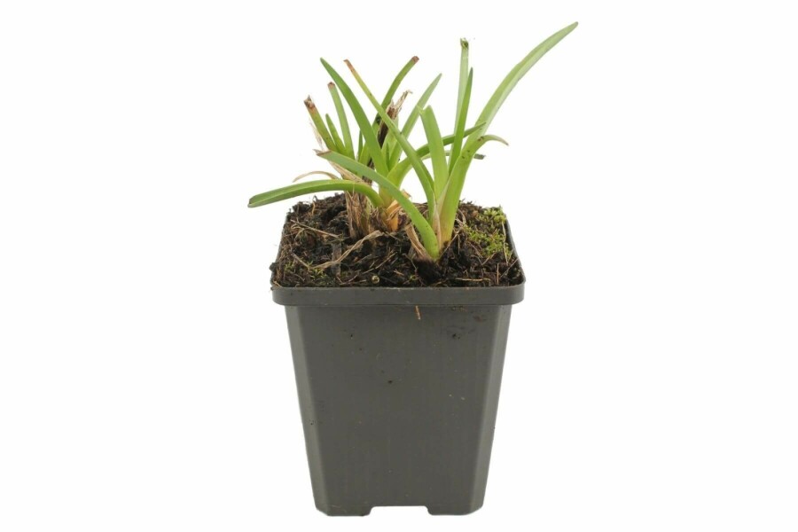 Raketblomstslægten Kniphofia 'Alcazar' 5-10 potte P9 Kniphofia 'Alcazar'