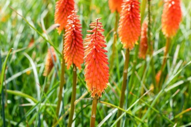 Raketblomstslægten Kniphofia 'Alcazar' 5-10 potte P9 Kniphofia 'Alcazar'