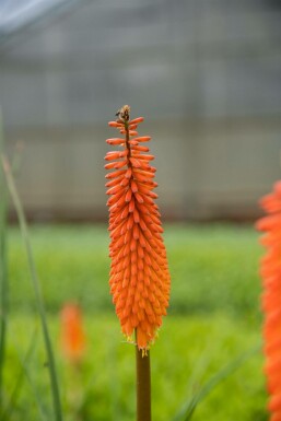 Raketblomstslægten Kniphofia 'Alcazar' 5-10 potte P9 Kniphofia 'Alcazar'