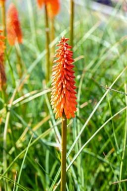 Raketblomstslægten Kniphofia 'Alcazar' 5-10 potte P9 Kniphofia 'Alcazar'