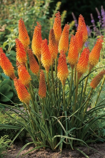 Raketblomst Kniphofia uvaria 'Royal Castle' 5-10 potte P9 Kniphofia uvaria 'Royal Castle'