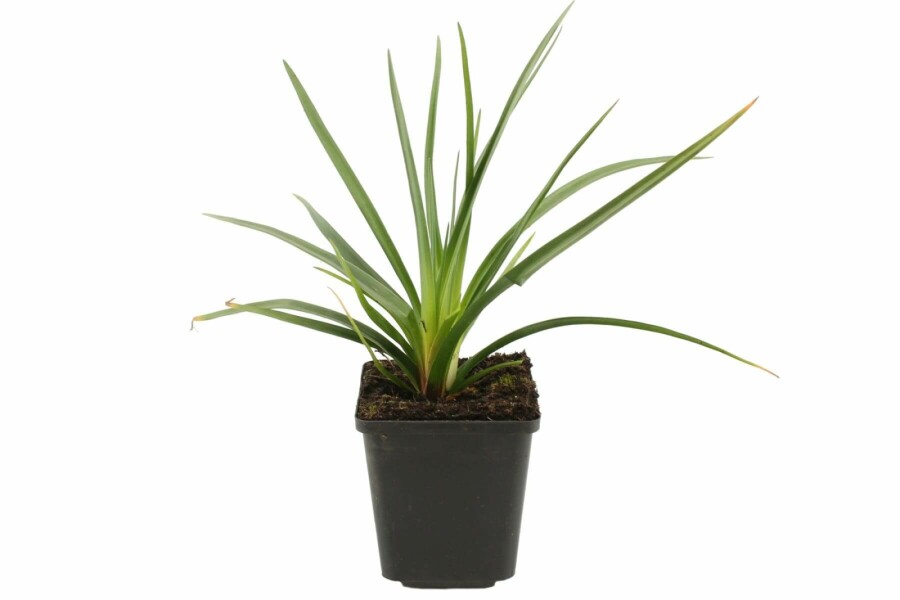 Raketblomst Kniphofia uvaria 'Royal Castle' 5-10 potte P9 Kniphofia uvaria 'Royal Castle'