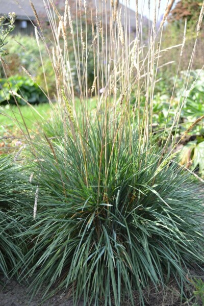 Klitkambunke Koeleria glauca 5-10 potte P9 Koeleria glauca