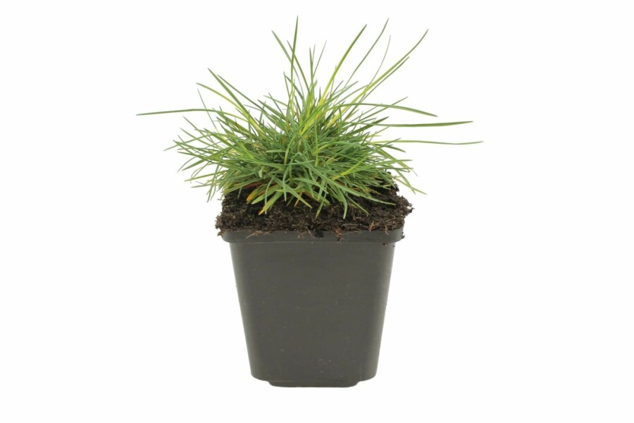 Klitkambunke Koeleria glauca 5-10 potte P9 Koeleria glauca