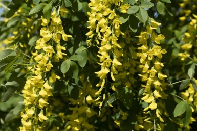 Hybridguldregn Laburnum × watereri 'Vossii' busk 100-125 potte C12