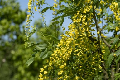 Hybridguldregn Laburnum × watereri 'Vossii' busk 100-125 potte C12