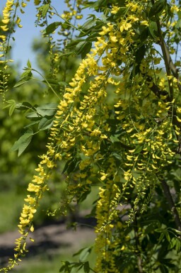 Hybridguldregn Laburnum × watereri 'Vossii' busk 100-125 potte C12